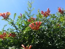 Milin amerykański Campsis radicans 